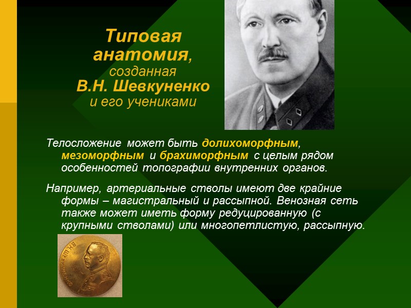 Типовая анатомия, созданная В.Н. Шевкуненко и его учениками Телосложение может Типовая анатомия, созданная В.Н. Шевкуненко и его учениками Телосложение может